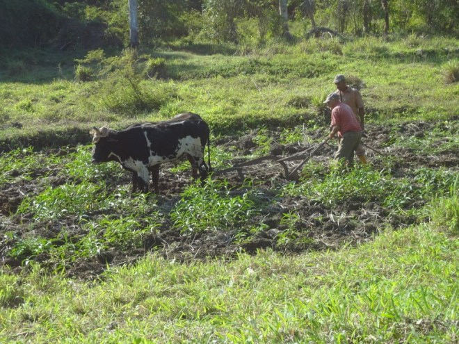 Plowing with oxen - lack of fuel caused Cuba to revert to organic and planet friendly methods during the Special Period