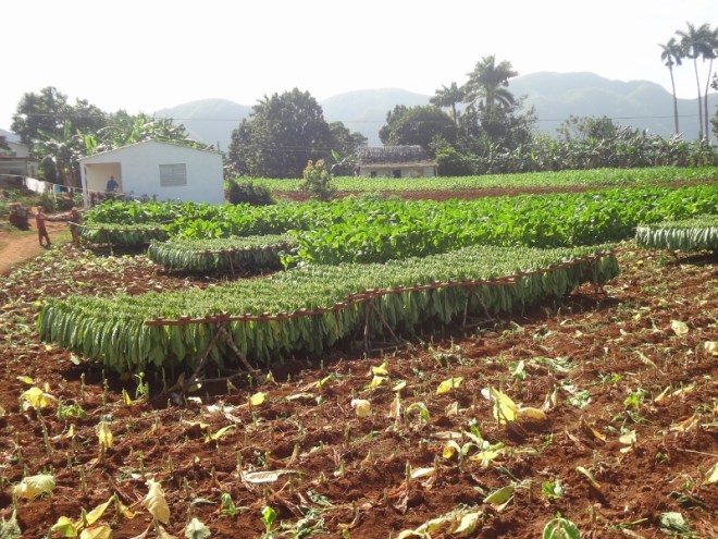 Tobacco fields in Pinar del Rio 2013