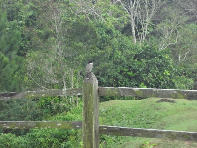 Loggerhead Kingbird