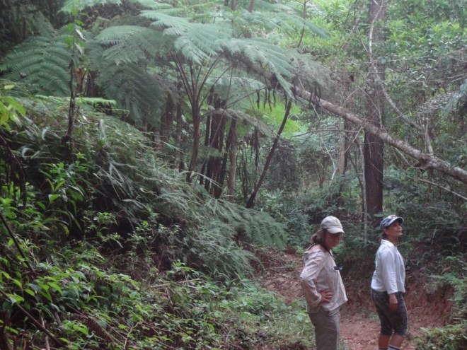 A walk in the jungle