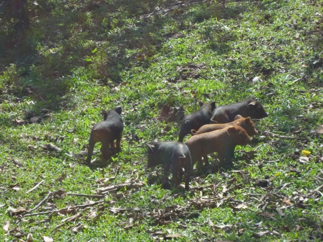 Piglets at the finca